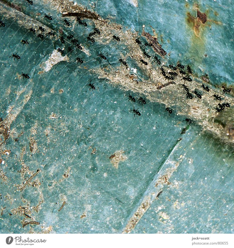 the ant trail Ant Metal Rust Corner Crawl Simple Firm Small Many Blue Decline Scan Varnish Column of ants Ravages of time Detail Abstract Neutral Background