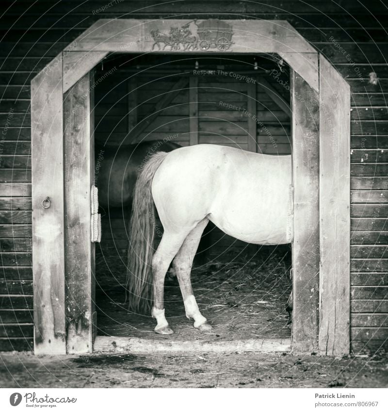 Horse in the hallway Lifestyle Beautiful Wellness Well-being Senses Leisure and hobbies Ride Vacation & Travel Trip Summer Sports Environment Animal Farm animal