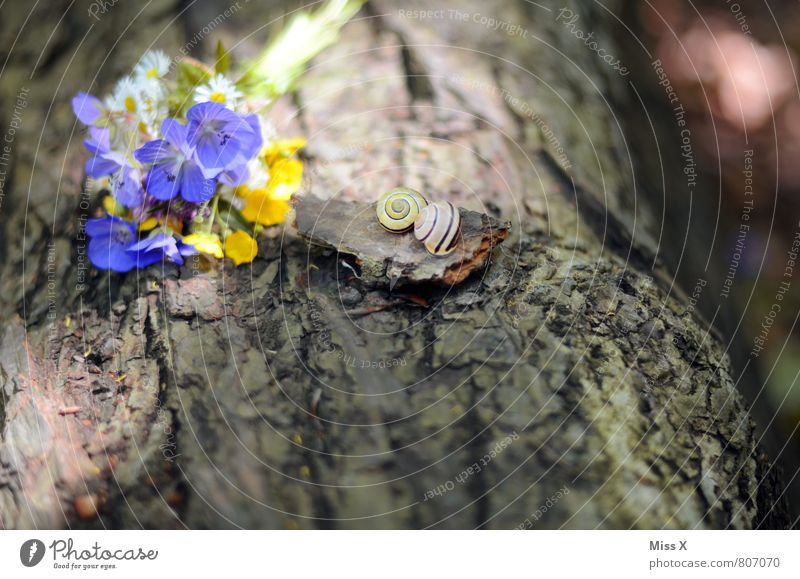 still lifes Mother's Day Spring Summer Flower Blossom Animal Snail Blossoming Fragrance Emotions Moody Sympathy Love Infatuation Romance Lovesickness Bouquet