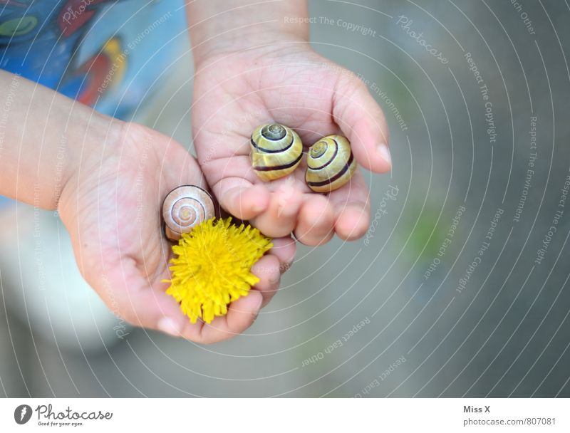 meadow find Playing Human being Masculine Feminine Child Toddler Infancy Hand 1 1 - 3 years 3 - 8 years Plant Animal Summer Flower Blossom Snail Small Curiosity