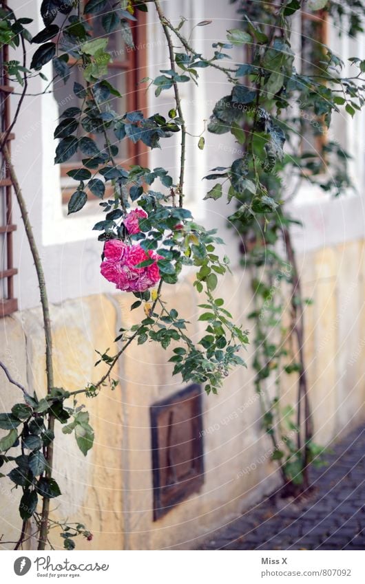 rose bush Flat (apartment) Garden Summer Bushes Rose Old town Facade Blossoming Fragrance Hang Pink Rose blossom Sleeping Beauty Tendril Colour photo