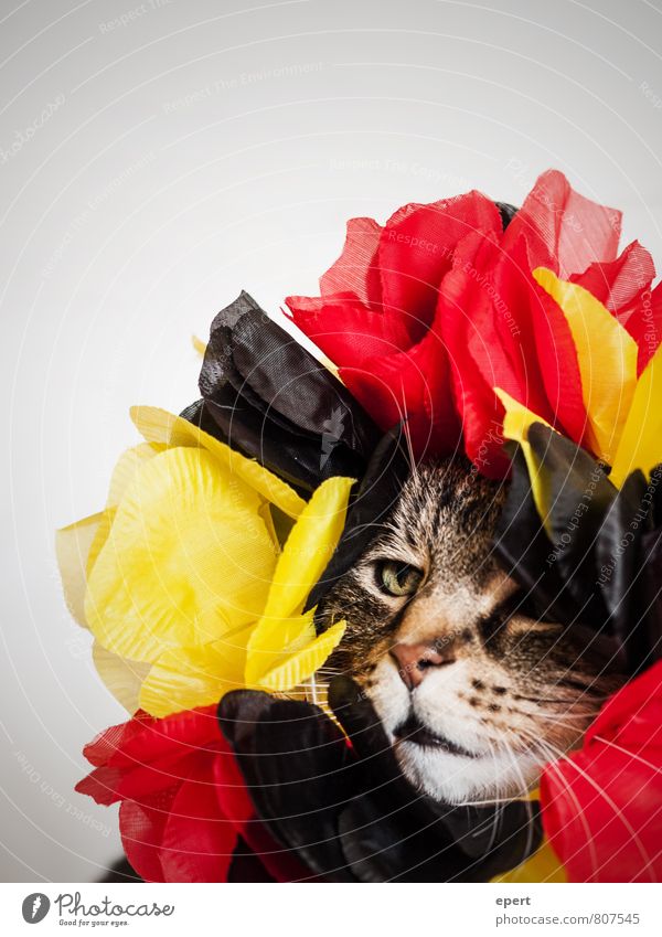 Blossom, German hangover land! Party Fashion Accessory Jewellery Pet Cat 1 Animal Decoration Blossoming Feasts & Celebrations Exceptional Uniqueness Funny Crazy