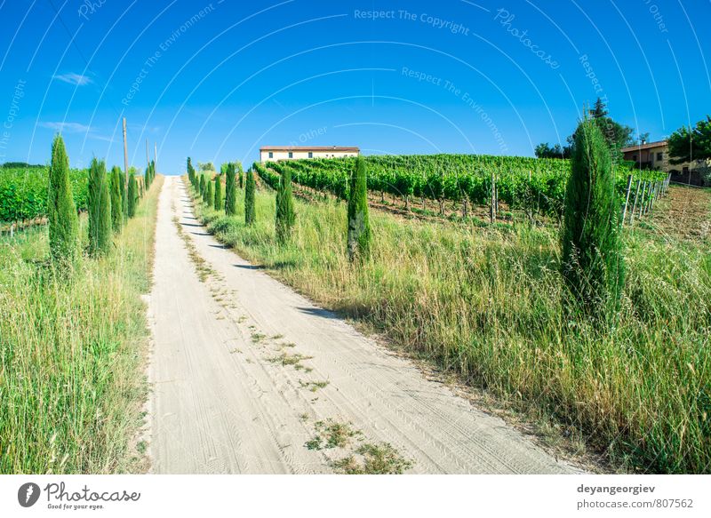 Vineyards and farm road in Toscana Vacation & Travel Summer House (Residential Structure) Culture Nature Landscape Sky Tree Meadow Hill Street Green Idyll Italy