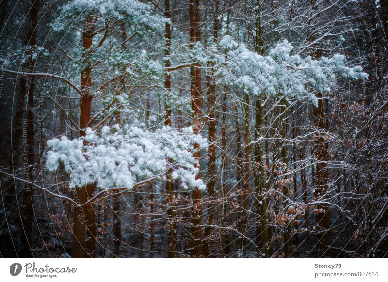 winter forest Nature Plant Winter Snow Tree Pine Branch Forest Dark Cold Dream Frost Narrow Colour photo Subdued colour Exterior shot Deserted Copy Space bottom