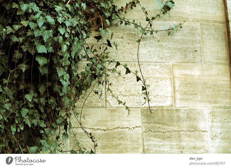 wall growth Natural growth Tendril Munich Stone wall Wall (barrier) Ivy Plant Creeper Green Calm Gray Cold Hard Heavy Moody Exterior shot Environment