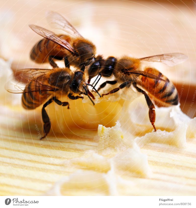 They're building for you here. Bee 3 Animal Build Stripe Insect Wing Honey Honeycomb Bee-keeping Beehive Trunk beeswax Yellow Colour photo Exterior shot