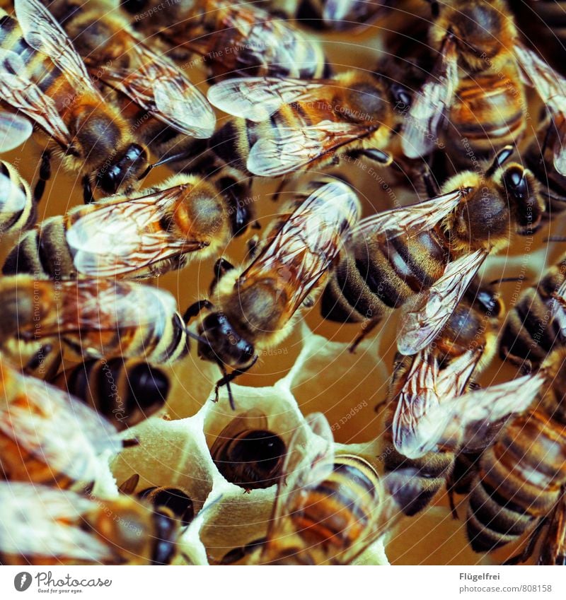 hidden object Bee Flock Build Beehive Honey Bee-keeping Animal Stripe Yellow Wing Insect Honey-comb Many Buzz Colour photo Exterior shot