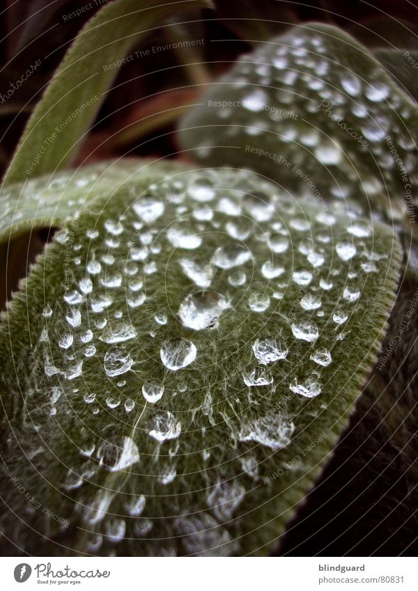 (Half-)Frozen Tears ]CCC[ Moistened Thawed Thread Green Glittering Beautiful Fascinating Damp Cold Plant Dank Glimmer Rough Macro (Extreme close-up) Water
