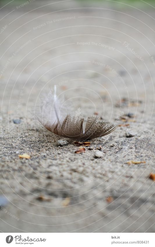 Hairy feathery. Nature Animal Dead animal Bird Grand piano Sign Angel Gray Emotions Protection Safety (feeling of) To console Sadness Concern Grief Death Pain