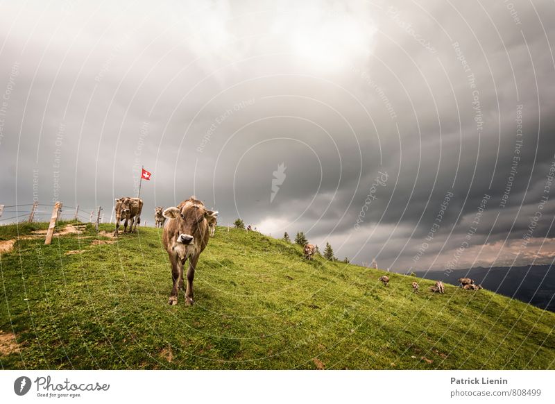 greetings Environment Nature Landscape Elements Climate Weather Bad weather Storm Plant Meadow Hill Alps Mountain Peak Animal Farm animal Cow Group of animals