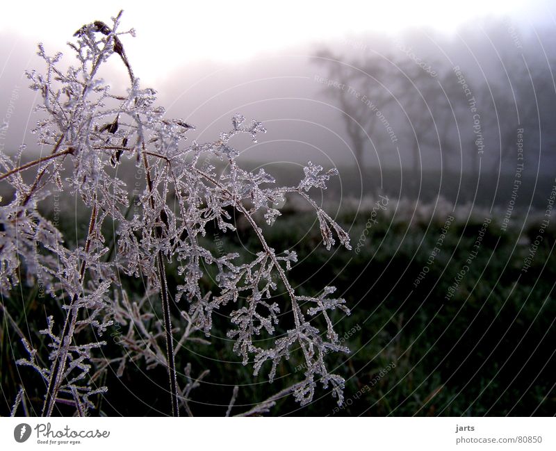 winter morning Cold Fog Forest Tree Sunrise Meadow Grass Ice crystal Winter Frost Morning jarts chill Snow