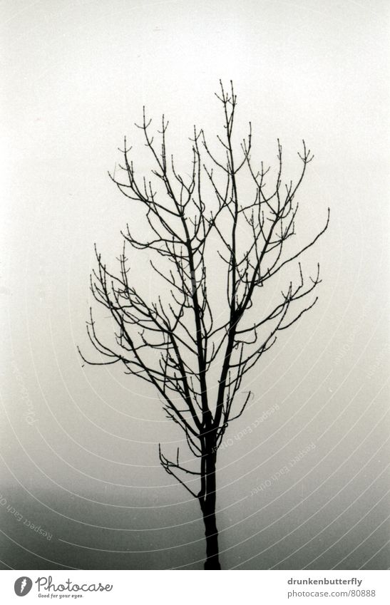 lonely tree Tree Tree trunk Fog Black Dreary Loneliness Cold Dark Winter Unclear Remote Gloomy Branch Twig Sky opacity Black & white photo Sadness