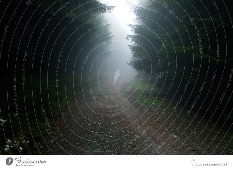 off to the fog Forest Fog Green Footpath Sauerland Tree Fir tree Autumn Lanes & trails