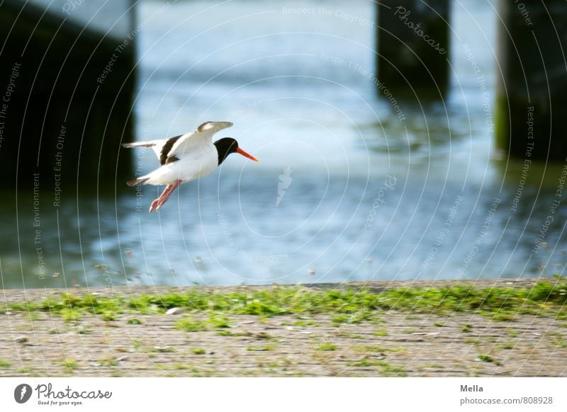 Landeeeen! Environment Nature Animal Water Coast Harbour Bird Oyster catcher 1 Stele Flying Free Natural Freedom Landing Jetty Edge Fringe zone Colour photo