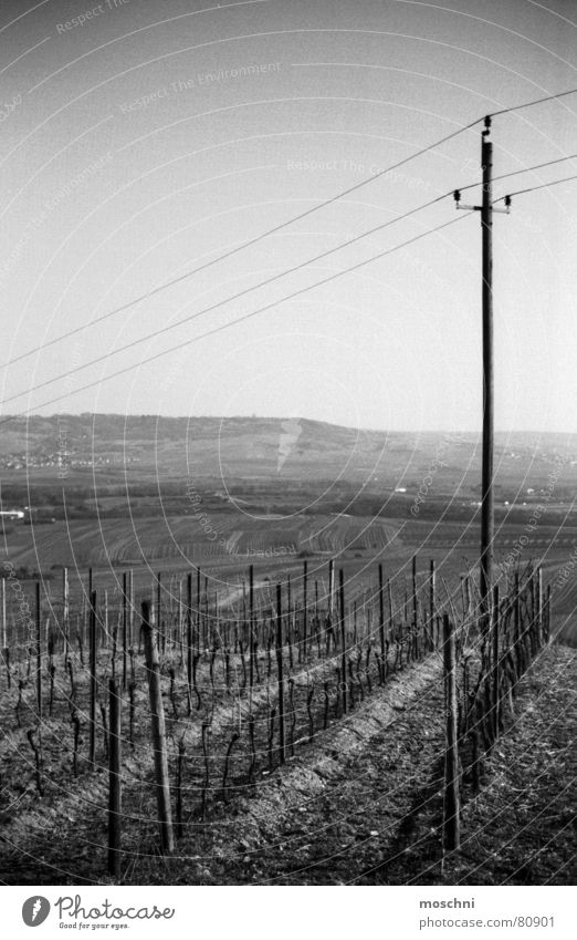 vineyards Vineyard Bingen Electricity pylon Vantage point Far-off places Winegrower aerial perspective Black & white photo wine lovers