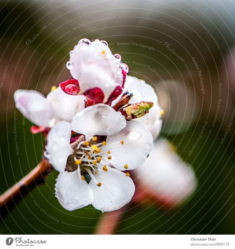 Apple blossom in the rain Healthy Environment Nature Drops of water Spring Bad weather Rain Plant Tree Blossom Meadow Blossoming Fragrance Growth Esthetic Brown