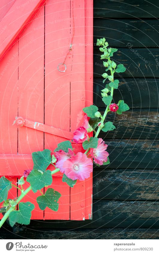 colour matters Summer Summer vacation House (Residential Structure) Plant Flower Blossom Hut Wall (barrier) Wall (building) Window Wood Growth Beautiful Green