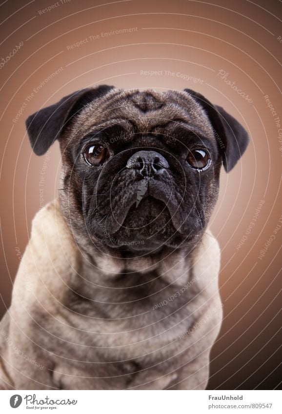 Portrait photography of a pug with aura Pet Dog Animal face Pelt 1 Fat Friendliness Cuddly Kitsch Brown Contentment Honor Bravery Power Conceited Relaxation Pug
