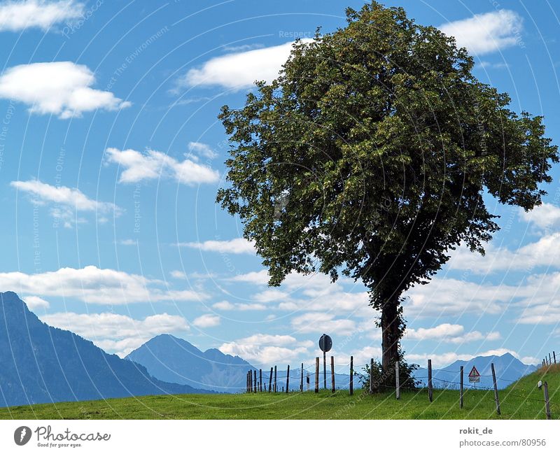 My friend the tree II... Deciduous tree Electrified fence Tree Meadow Fence Clouds Allgäu Bavaria Green Grass Green space Alpine pasture Signage Village green
