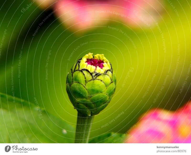 New born Life Macro (Extreme close-up) flower Calm indonesia fresh