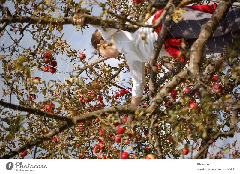 apple harvest Tree Apple tree Collection Autumn one person Harvest Climbing Branch Twig Fruit