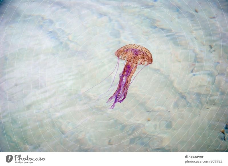 Jellyfish swimming Seafood Exotic Life Ocean Dive Nature Animal Aquarium Blue Yellow Pink Red Dangerous danger water Tropical Deep jelly Aquatic marine wildlife