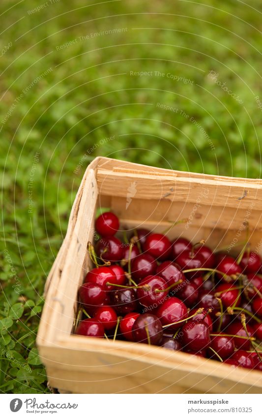 cherry harvest Food Fruit Cherry Nutrition Picnic Organic produce Vegetarian diet Diet Fasting Slow food Healthy Eating Living or residing Garden Nature Plant