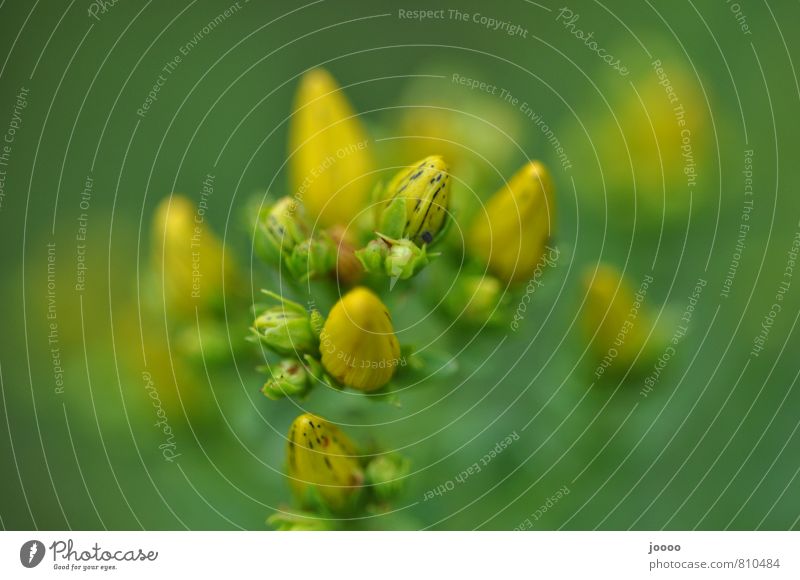Yellow-green buds Plant Blossom Beautiful Gold Green Bud Colour photo Subdued colour Exterior shot Detail Macro (Extreme close-up) Shallow depth of field