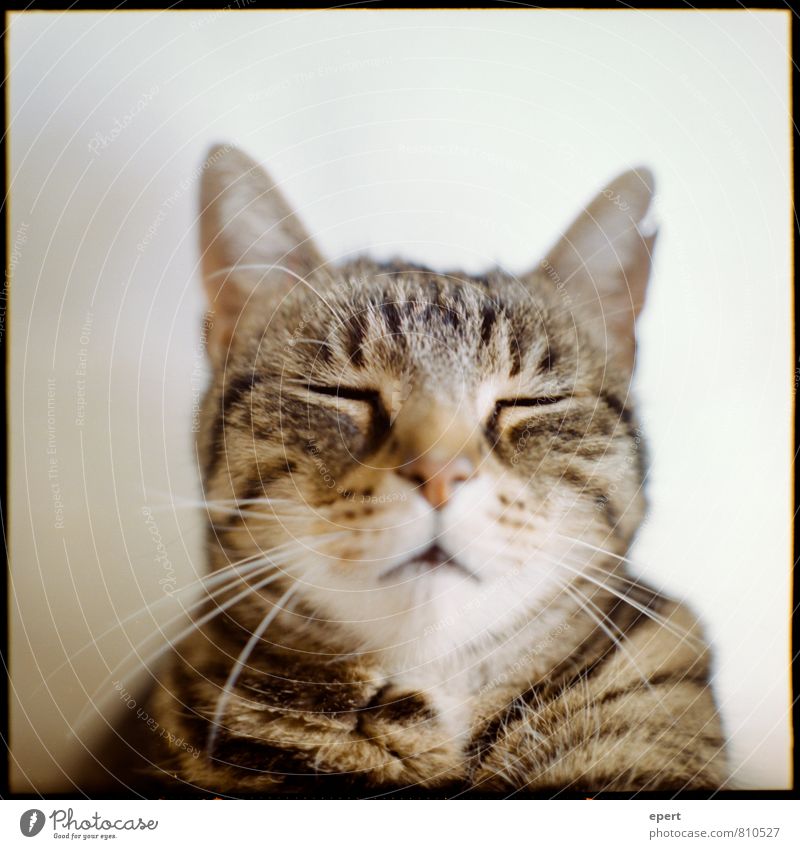 The godfather's tomcat Animal Pet Cat 1 Think Relaxation Serene Patient Calm Self Control Boredom Stagnating Meditation Analog Medium format Colour photo