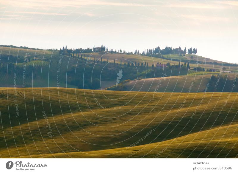 Waving land Landscape Sunrise Sunset Summer Beautiful weather Plant Tree Meadow Field Forest Hill Green Waves Swell Wavy line Cypress Stone pine Tuscany Italy