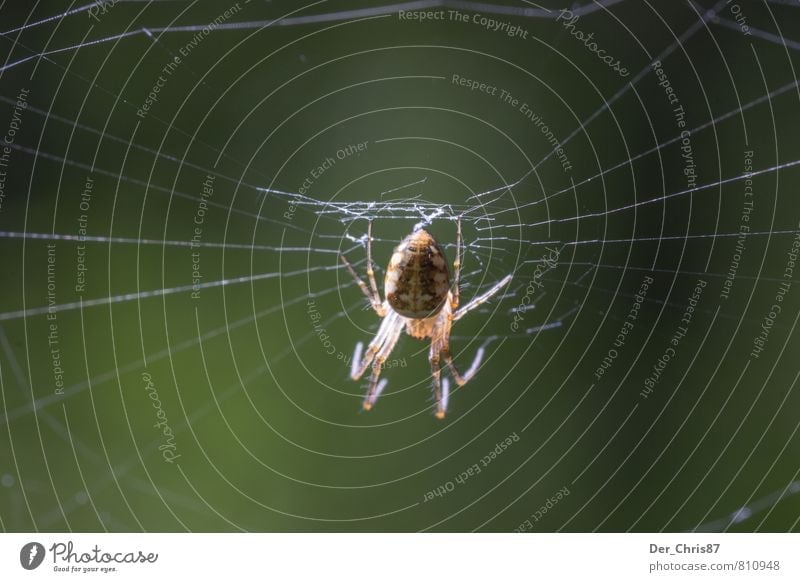 The net of the hunter Environment Nature Animal Wild animal Spider 1 Build Observe Catch To feed Hang Hunting Crawl Wait Esthetic Threat Dark Disgust Elegant
