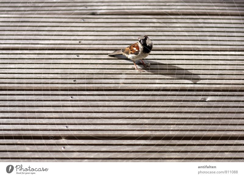 Little sparrow very big Balcony Terrace Wooden board Wooden floor Animal Bird Animal face Wing Claw Sparrow 1 Nail Observe Sit Brash Friendliness Natural Brown