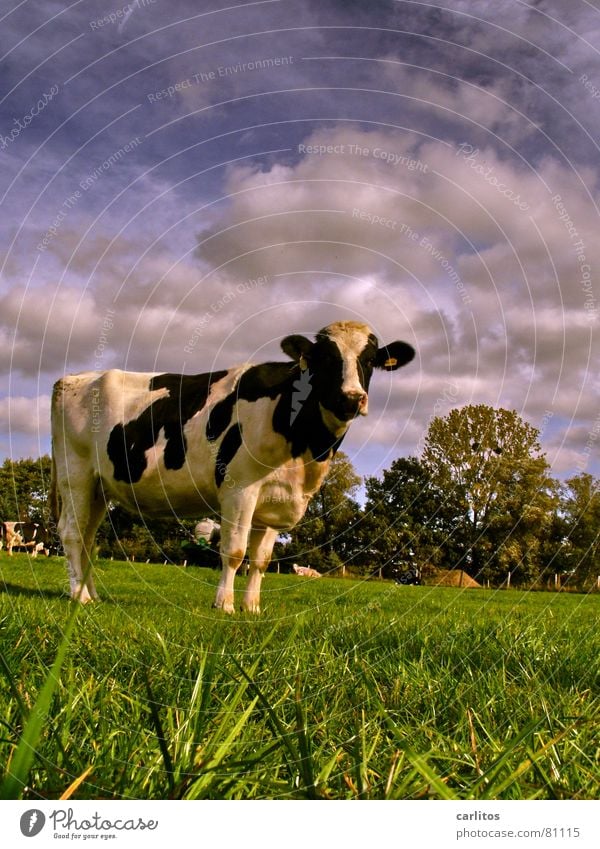 New German Winter Cow Curiosity Meadow Agriculture Clouds Looking Green Green space Country life Village green Animal Pasture Sky Blue Black & white photo