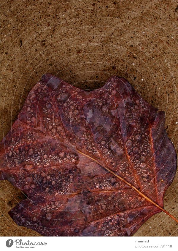 fall Autumn Leaf Brown Transience Garden Park To fall rain impermanence