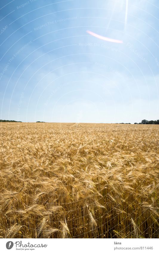 golden Grain Summer Sun Agriculture Forestry Landscape Sky Horizon Plant Agricultural crop Field Growth Blue Yellow Gold Sowing Sunbeam Exterior shot Deserted