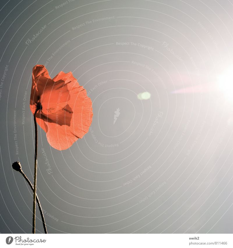 contact Environment Nature Landscape Plant Cloudless sky Sun Climate Weather Beautiful weather flowers bleed Poppy Poppy blossom Poppy capsule Illuminate Growth