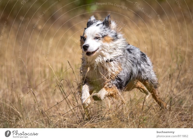 Fast Australian Shepherd Joy Leisure and hobbies Nature Summer Grass Meadow Pelt Pet Dog 1 Animal Running Romp Esthetic Athletic Happiness Happy Speed Blue