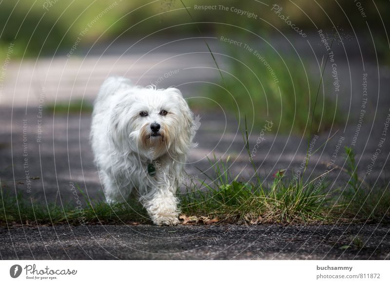 step by step Joy Playing Grass Street Lanes & trails Pelt Long-haired Animal Pet Dog 1 Stone Going Small Green Black White eyes companion dog bichon fur nose