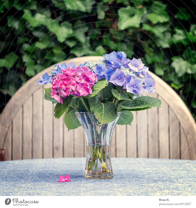 For inkje Summer Flower Ivy Blossoming Faded Tablecloth Wooden table glass vase Still Life Hydrangea Hydrangea blossom Square Colour photo Exterior shot