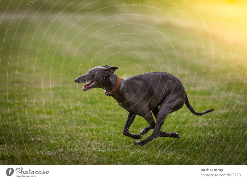 wind chimes Joy Animal Grass Meadow Pet Dog 1 Glittering Walking Elegant Speed Gray Green Neckband Living thing sunshine Greyhound Wind chime best friend
