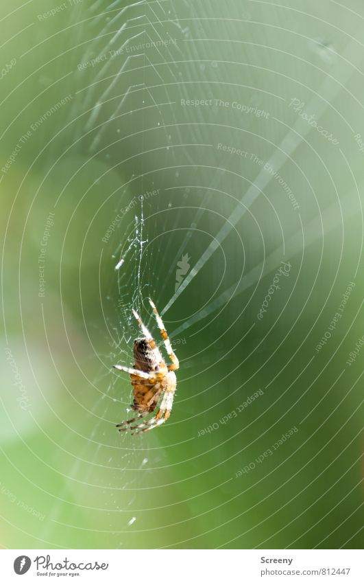 Tension Nature Animal Spring Summer Spider 1 Sit Wait Threat Small Brown Green Watchfulness Patient Calm Fear Dangerous Spider's web Blur Colour photo