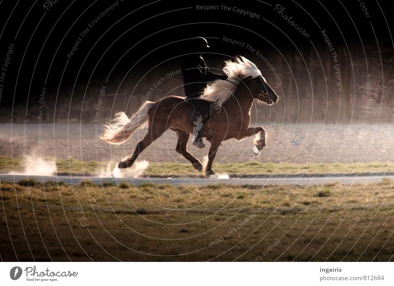 ghost rider Ride Human being Body 1 Nature Landscape Animal Farm animal Horse Iceland Pony Gait tölt Movement Action Horse's gait Speed Walking Illuminate