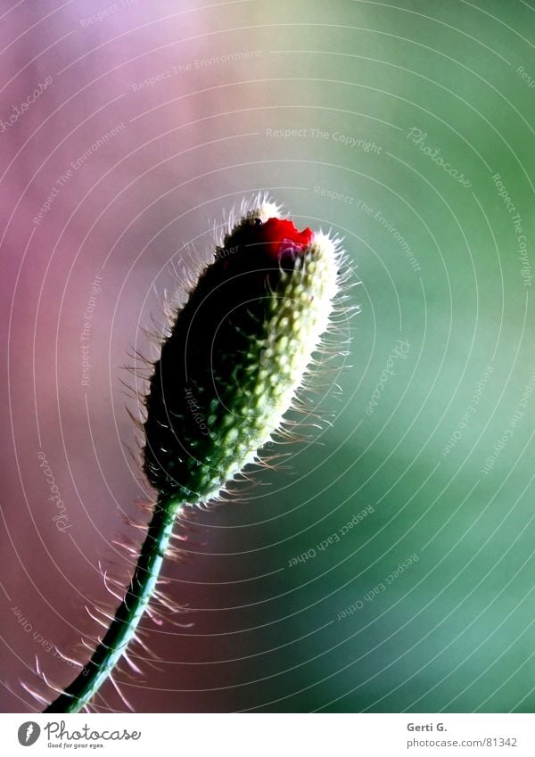 spiky Corn poppy Burst Broken up Flower Poppy Red Delicate Thorny Open Green Gaudy Multicoloured Fresh Happiness Black Intrusive Decent Summer Violet Spring