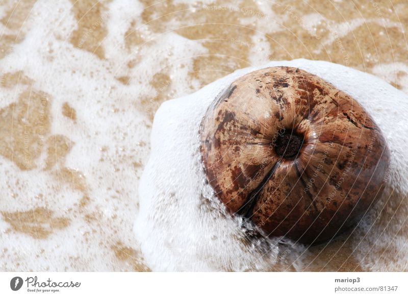 Coconut in the sea Asia Wet Damp Ocean Thailand Indian Ocean Beach White crest Recklessness Exterior shot Bathing place Coast Fruit Water Sand beach sb.