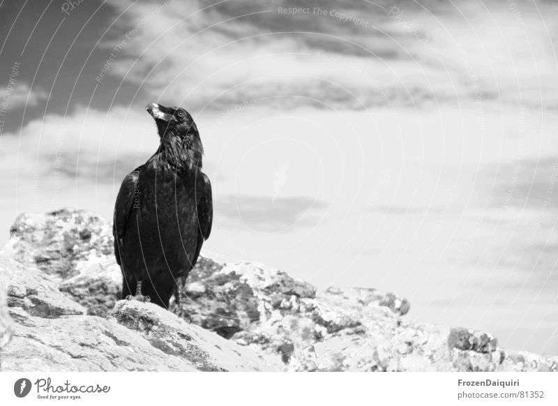Raven SW No. 1 Scavenger Characteristic Evil Holy Common Raven Crow Fairy tale Raven birds Devil Animal Federal State of Tyrol Bird Wisdom Clouds Austria