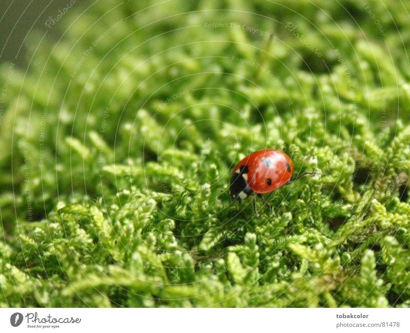 ladybug Close-up Ladybird Macro (Extreme close-up) Insect Contrast mossy green Nature