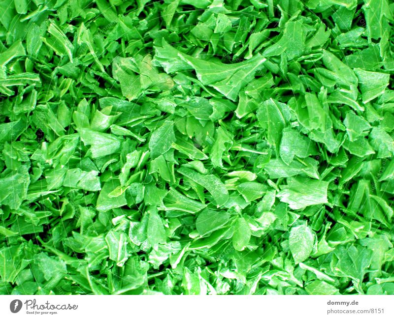 parsley Parsley Green Leaf Healthy