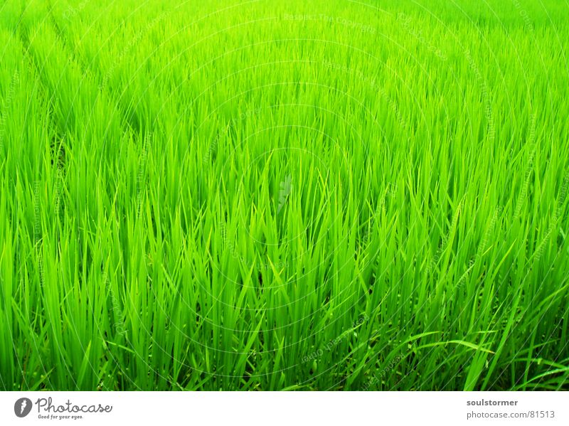 Green green green Paddy field Field Plant Japan Asia China Nutrition Blade of grass Straw Vacation & Travel Food Green space Rice Botany Part of the plant Park