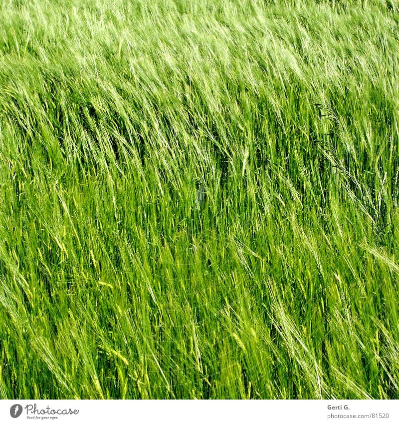 practical, square, barley grain Raw materials and fuels Cereals Agriculture Field Food Cornfield Green Wind Summer Square Diagonal Sowing Ear of corn Grain