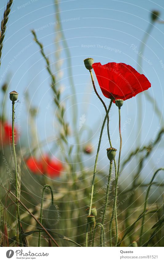 By the wayside Schleswig-Holstein Poppy Red Summer Grass Calm Flower Field Illuminate